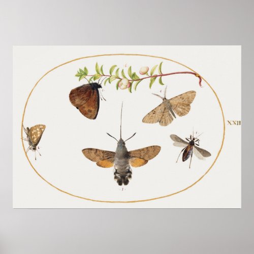 Vintage Moth Illustration Poster