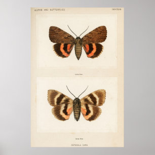 Vintage Moth Illustration Poster