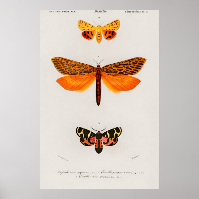 Vintage Moth Illustration Poster (Front)