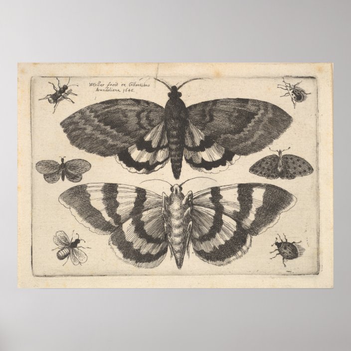 Vintage Moth Lepidoptera Art Print 64 Zazzle Com