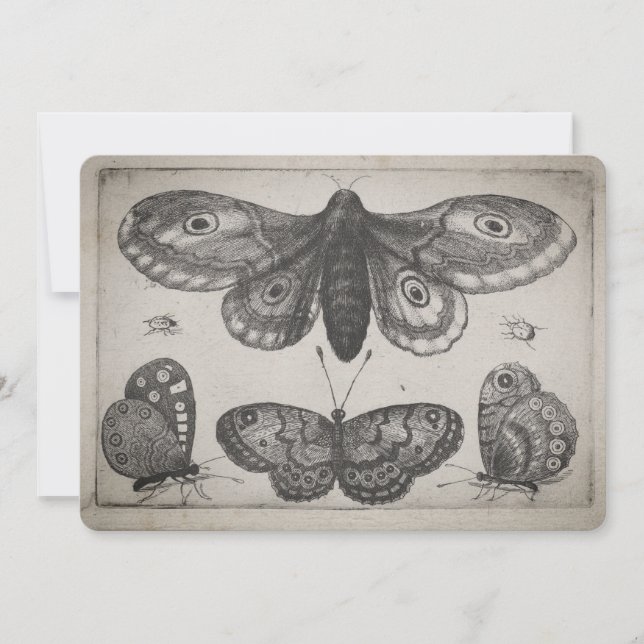 Vintage Moth Lepidoptera Illustration (57) Invitation (Front)