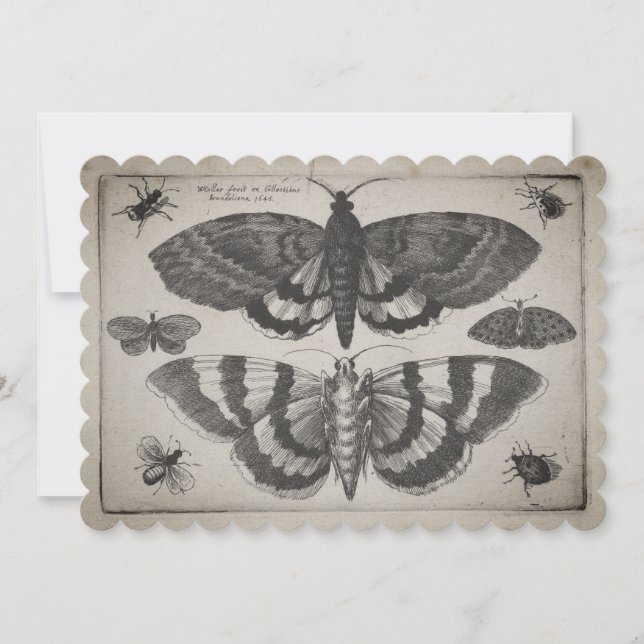 Vintage Moth Lepidoptera illustration (64) Invitation (Front)