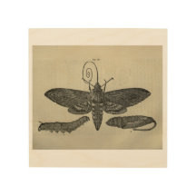 Vintage Moth Metamorphasis Print
