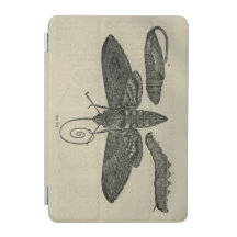 Vintage Moth Metamorphasis Print