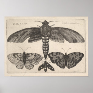 Vintage Moths Butterflies Lepidoptera Print (63)