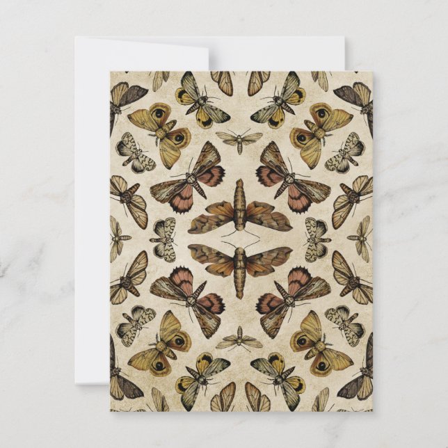 Vintage Moths Note Card (Front)