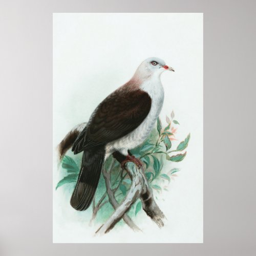Vintage Mountain Imperial Pigeon Wildlife Bird  Poster