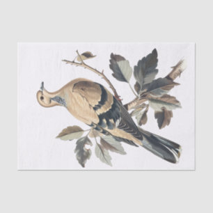 Vintage Mourning Dove Illustration Decoupage Tissue Paper