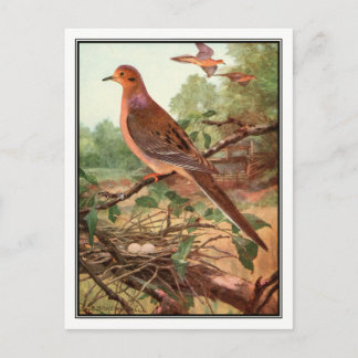 Vintage Mourning Dove - Robert Bruce Horsfall Postcard