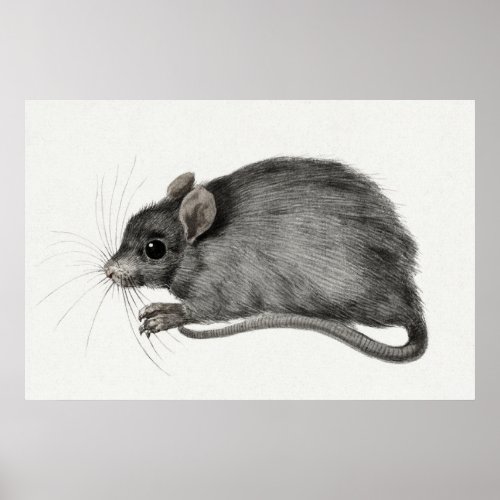 Vintage Mouse Illustration Poster