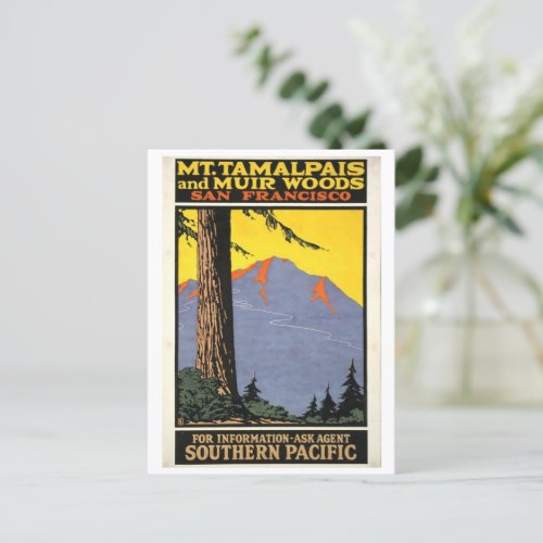 Vintage Muir Woods  Mt Tamalpais  Postcard