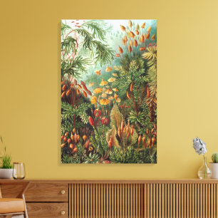 Vintage Muscinae, Moss Plants by Ernst Haeckel Canvas Print