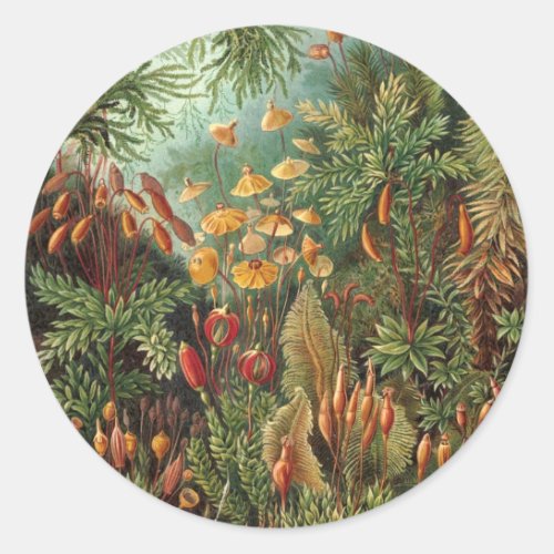 Vintage Muscinae Moss Plants by Ernst Haeckel Classic Round Sticker
