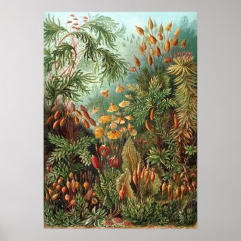 Vintage Muscinae  Moss Plants By Ernst Haeckel Poster by Ernst_Haeckel_Art at Zazzle