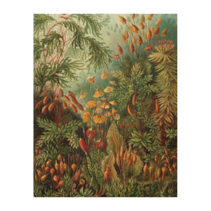 Vintage Muscinae, Moss Plants by Ernst Haeckel Wood Wall Art
