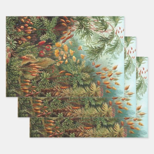 Vintage Muscinae Moss Plants by Ernst Haeckel Wrapping Paper Sheets