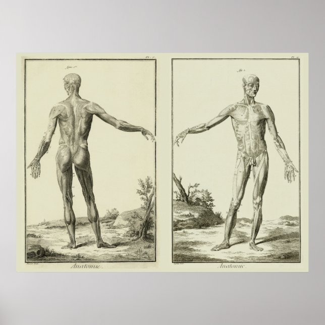 Vintage Muscles, Human Anatomy by Denis Diderot Poster (Front)