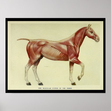Vintage Muscles of the Horse Anatomy Print