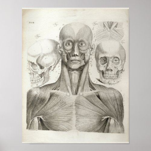 Vintage Muscles Skull Anatomy Print 1716