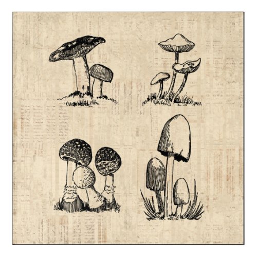 Vintage Mushroom Art Illustration