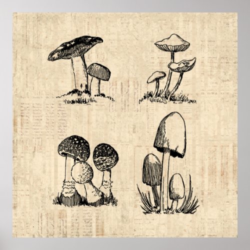 Vintage Mushroom Art Illustration Poster