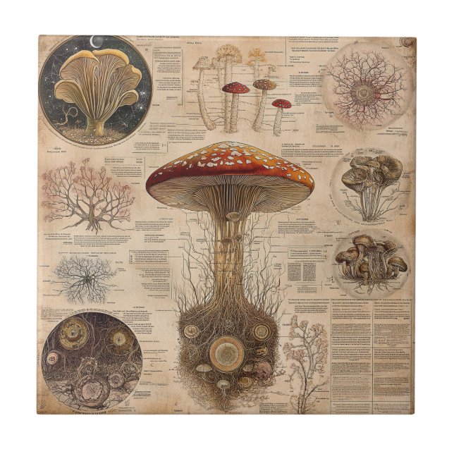 Vintage Mushroom Botanical Chart (2) Ceramic Tile (Front)
