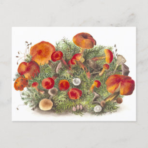Vintage Mushroom Botanical Illustration Postcard