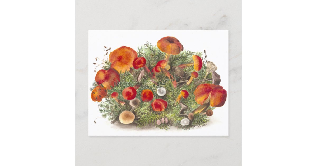 Vintage Mushroom Botanical Illustration Postcard Zazzle