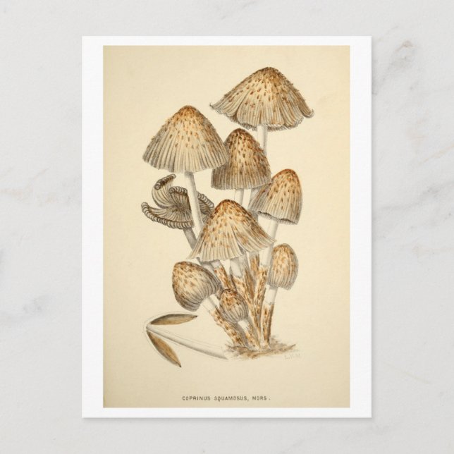 Vintage Mushroom Botanical Illustration Postcard (Front)