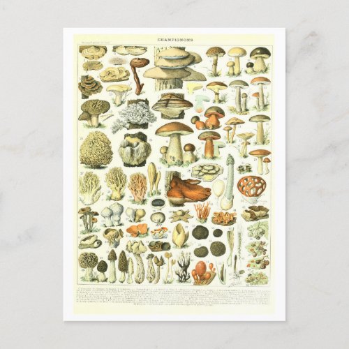Vintage Mushroom Botanical Illustration Postcard