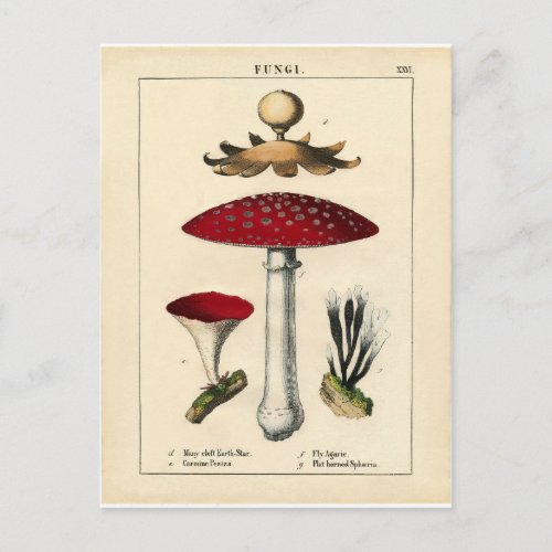 Vintage Mushroom Botanical Print Postcard