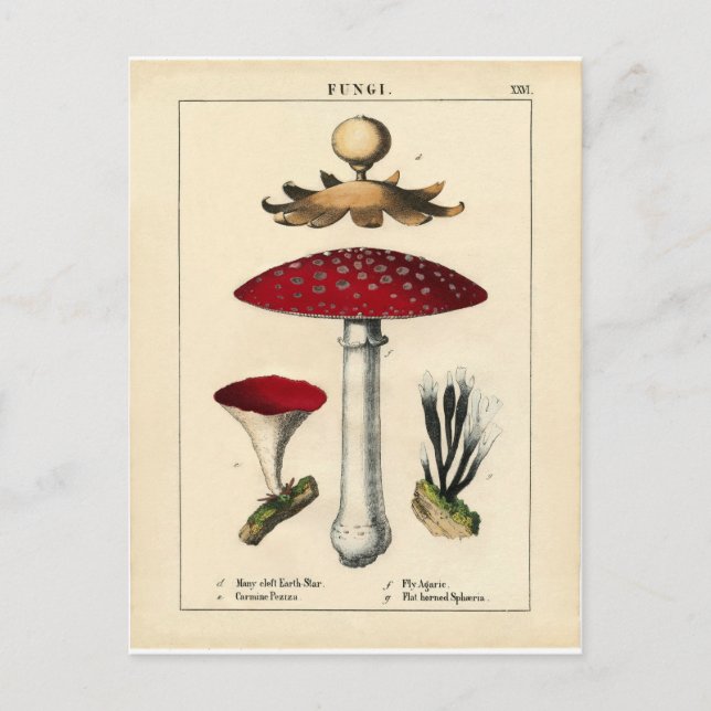 Vintage Mushroom Botanical Print Postcard (Front)