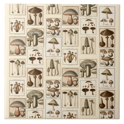 Vintage Mushroom Botanical Prints Trivet