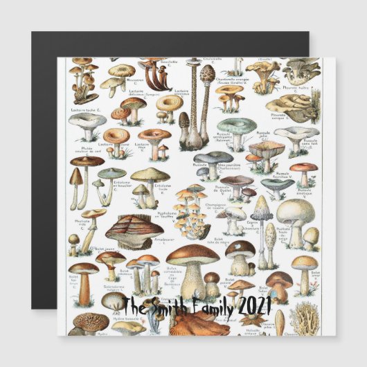 Vintage Mushroom Chart Fungus Art Illustration (Front/Back)