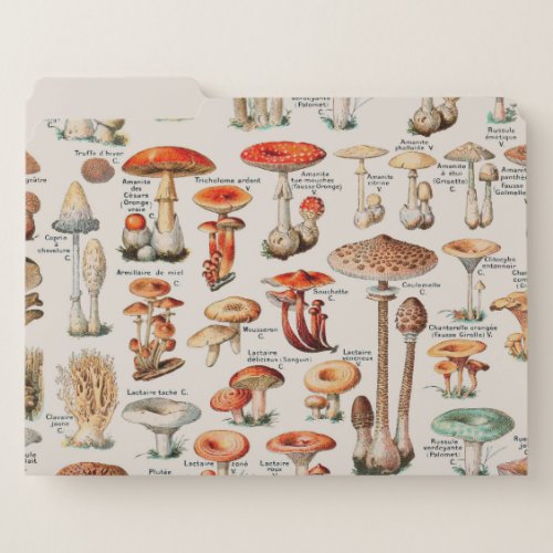 Vintage Mushroom Fungus Illustration I File Folder