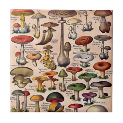 Vintage Mushroom Guide Ceramic Tile