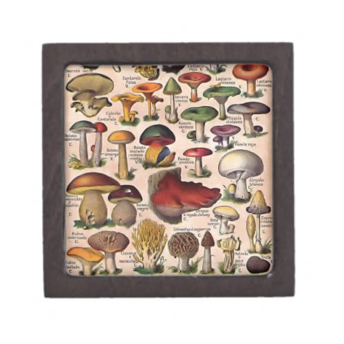 Vintage Mushroom Guide Gift Box