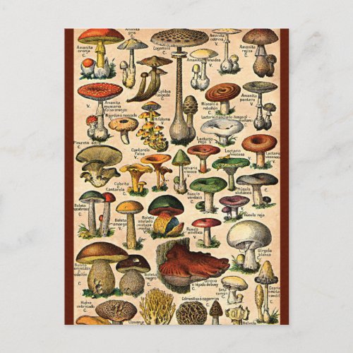 Vintage Mushroom Guide Postcard