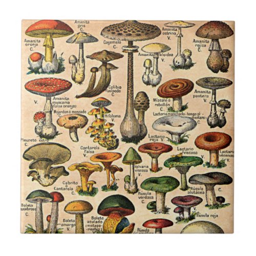 Vintage Mushroom Guide Tile