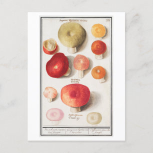 Vintage Mushroom Illustration Postcard