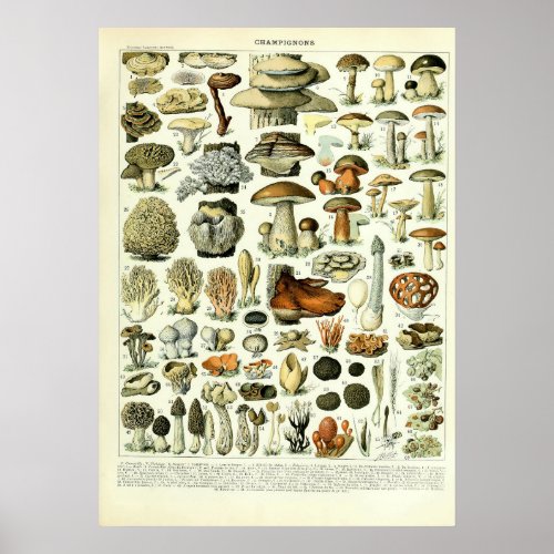 Vintage Mushroom Illustrations by Adolphe Millot Poster