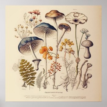 Vintage Mushroom Naturalist Poster by freshpaperie at Zazzle