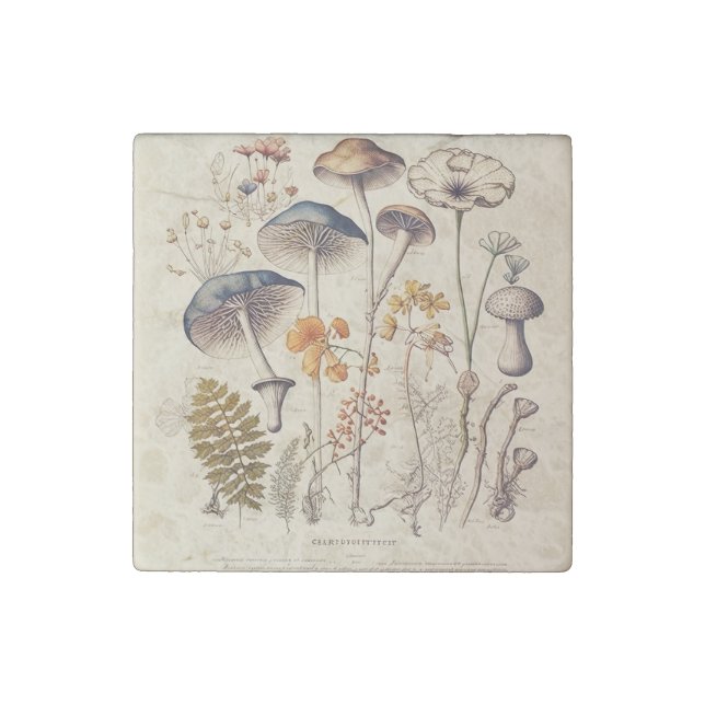 Vintage Mushroom Naturalist Stone Magnet (Front)