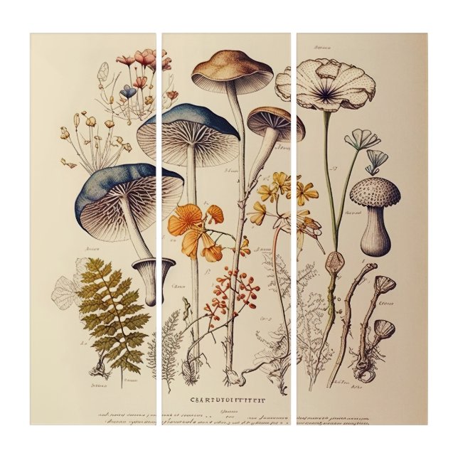 Vintage Mushroom Naturalist Triptych (Front)