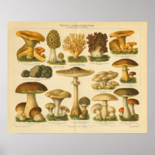 Vintage Mushroom Pilze Variety Yellow Brown Print