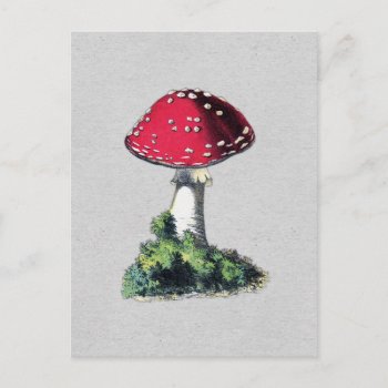 Vintage Mushroom Print Postcard by Kinder_Kleider at Zazzle