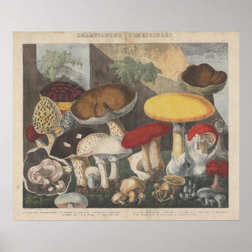 Vintage Mushroom Scientific Journal Art Poster