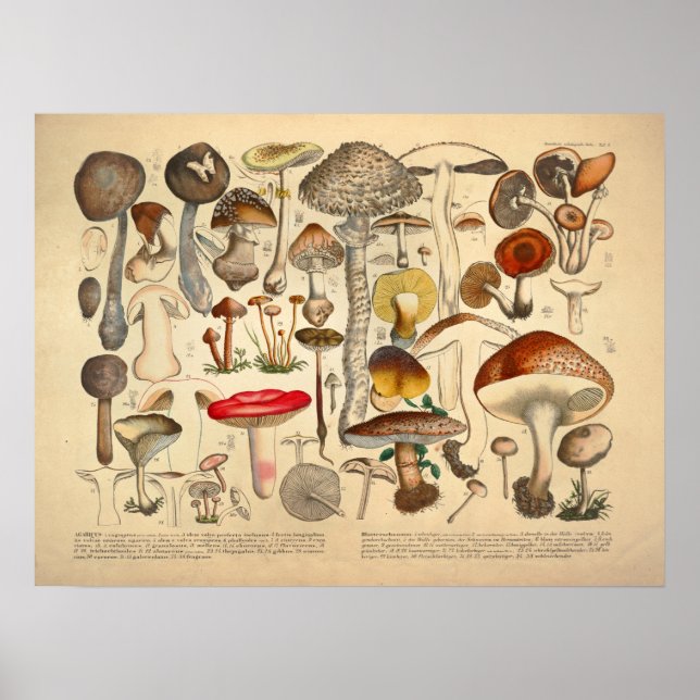 Vintage Mushroom Variety Red Yellow Print (Front)