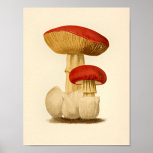 Vintage Mushrooms 1861 Art Print Red Cap
