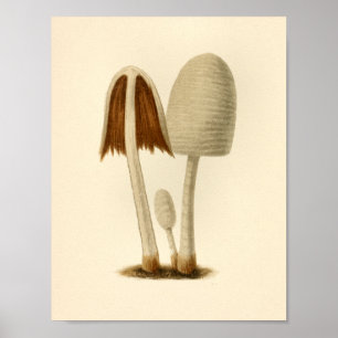 Vintage Mushrooms 1861 Art Print White Brown